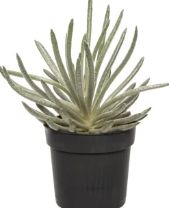 Intratuin Silber-Kreuzkraut (Senecio scaposus) D 10,5 H 15 cm| Für Sonne|Kleine Zimmerpflanzen