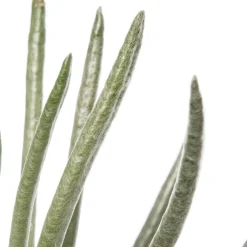 Intratuin Silber-Kreuzkraut (Senecio scaposus) D 10,5 H 15 cm| Für Sonne|Kleine Zimmerpflanzen