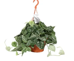 Intratuin Silberne Efeutute im Hängetopf (Epipremnum pictus) D 19 H 50 cm| Grünpflanzen|Efeutute