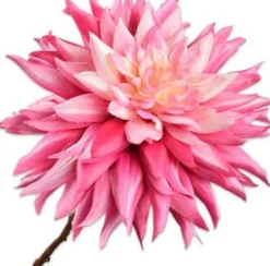 Intratuin Silk-Ka Kunstblume Dahlie rosa 65 cm| Kunstblumen