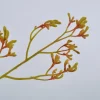 Intratuin Silk-ka Kunstblume Känguru-Blume gelb 72 cm| Kunstblumen