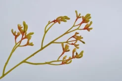 Intratuin Silk-ka Kunstblume Känguru-Blume gelb 72 cm| Kunstblumen