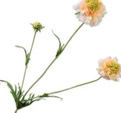 Intratuin Silk-Ka Kunstblume Scabiosa orange 66 cm| Kunstblumen