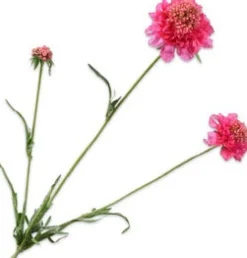 Intratuin Silk-Ka Kunstblume Scabiosa violett 66 cm| Kunstblumen
