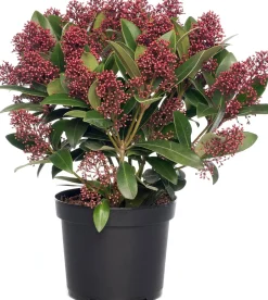 Intratuin Skimmie (Skimmia japonica 'Rubella') D 15 cm H 35 cm| Immergrüne Pflanzen|Winterharte Pflanzen