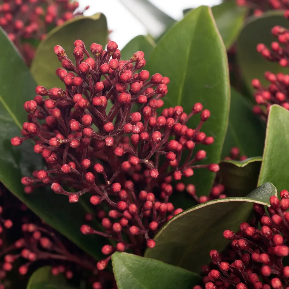 Intratuin Skimmie (Skimmia japonica 'Rubella') D 15 cm H 35 cm| Immergrüne Pflanzen|Winterharte Pflanzen