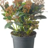 Intratuin Skimmie (Skimmia japonica 'Rubella') D 19 H 60 cm| Skimmie