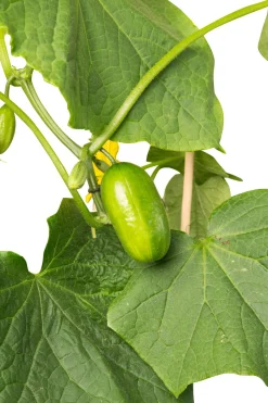 Intratuin Snackgurke (Cucumis sativus) D 14 H 60 cm| Obst, Gemüse & Kräuter|Gemüsepflanzen