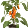 Intratuin Snackpaprika orange (Capsicum annuum) D 14 H 40 cm| Obst, Gemüse & Kräuter|Gemüsepflanzen