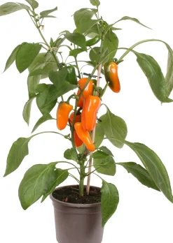 Intratuin Snackpaprika orange (Capsicum annuum) D 14 H 40 cm| Obst, Gemüse & Kräuter|Gemüsepflanzen