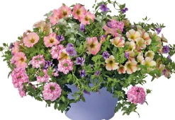 Intratuin Sommerblüher im Topf (Mix) D 29 cm| Blühende Pflanzen|Einjährige Pflanzen