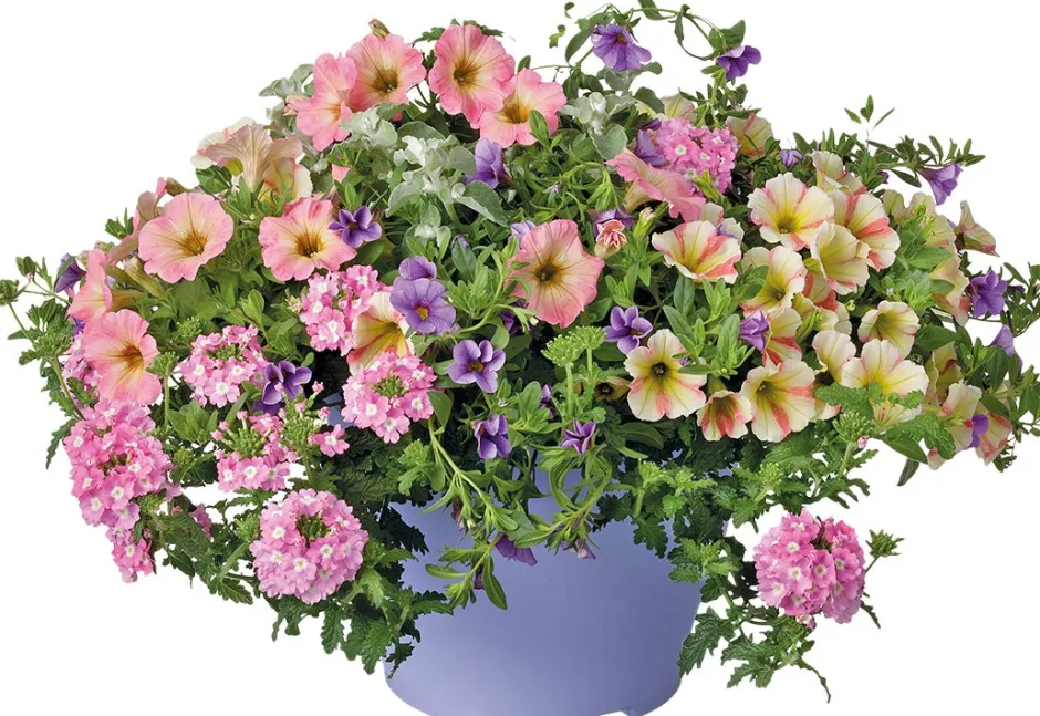 Intratuin Sommerblüher im Topf (Mix) D 29 cm| Blühende Pflanzen|Einjährige Pflanzen