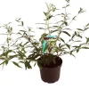 Intratuin Sommerflieder (Buddleja davidii 'Black Knight') D 24 H 40 cm| Schmetterlingsflieder|Blühende Pflanzen