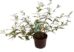 Intratuin Sommerflieder (Buddleja davidii 'Black Knight') D 24 H 40 cm| Schmetterlingsflieder|Blühende Pflanzen