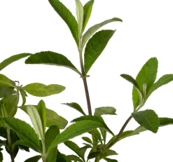 Intratuin Sommerflieder (Buddleja davidii 'Royal Red') D 24 H 40 cm| Blühende Pflanzen|Schmetterlingsflieder