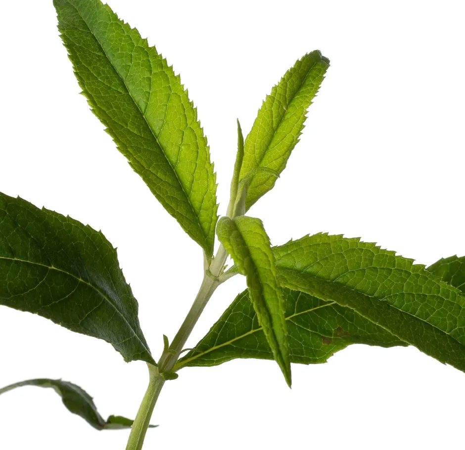 Intratuin Sommerflieder (Buddleja davidii 'White Profusion') D 24 H 40 cm| Blühende Pflanzen|Schmetterlingsflieder