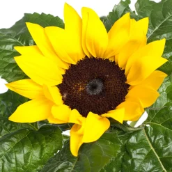 Intratuin Sonnenblume (Helianthus 'Sunsation') D 13 H 30 cm| Blühende Pflanzen|Einjährige Pflanzen