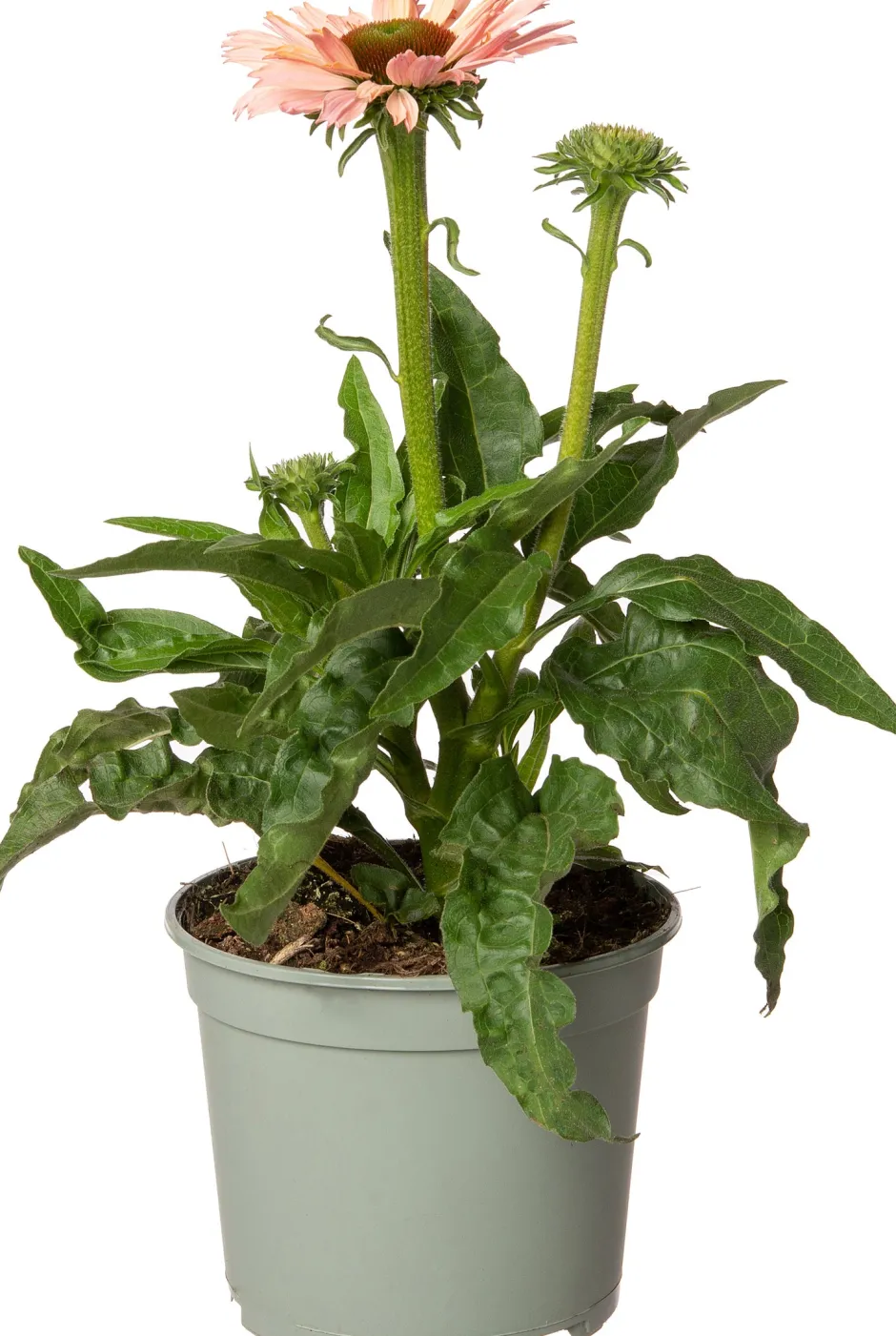 Intratuin Sonnenhut (Echinacea purpurea 'Sunseekers Salmon') D 17 H 40 cm| Winterharte Pflanzen|Mehrjährige Pflanzen