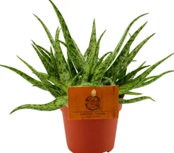 Intratuin Spinnenaloe (Aloe 'Spider') D 10,5 H 15 cm| Kleine Zimmerpflanzen|Für Sonne