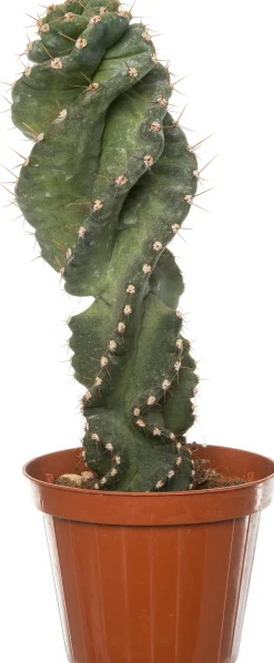 Intratuin Spiralkaktus (Cereus spiralis) D 11 H 25 cm| Kleine Zimmerpflanzen|Für Sonne