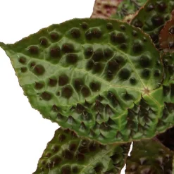 Intratuin Stachel Blattbegonie (Begonia 'Ferox') D 13 H 40 cm| Kleine Zimmerpflanzen|Grünpflanzen