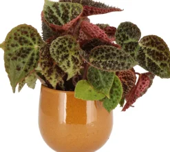 Intratuin Stachel Blattbegonie (Begonia 'Ferox') D 13 H 40 cm| Kleine Zimmerpflanzen|Grünpflanzen