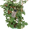 Intratuin Stachellose Brombeere (Rubus fruticosus 'Loch Ness') mit Rankhilfe D 17 H 70 cm| Obst, Gemüse & Kräuter|Kräuterpflanzen