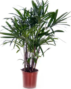 Intratuin Steckenpalme (Rhapis excelsa) D 21 cm H 130 cm| Große Pflanzen|Grünpflanzen