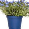Intratuin Steinsame (Lithodora diffusa 'Heavenly Blue') D 15 H 10 cm| Blühende Pflanzen|Immergrüne Pflanzen