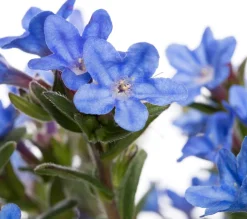 Intratuin Steinsame (Lithodora diffusa 'Heavenly Blue') D 15 H 10 cm| Blühende Pflanzen|Immergrüne Pflanzen