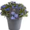 Intratuin Steinsame (Lithodora diffusa 'Heavenly Blue') D 15 H 15 cm| Blühende Pflanzen|Winterharte Pflanzen