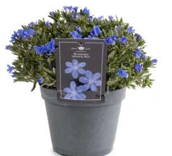 Intratuin Steinsame (Lithodora diffusa 'Heavenly Blue') D 15 H 15 cm| Blühende Pflanzen|Winterharte Pflanzen