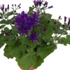 Intratuin Sternblume (Senecio 'Senetti Deep') D 15 H 38 cm| Blühende Pflanzen|Einjährige Pflanzen
