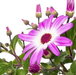 Intratuin Sternblume (Senecio 'Senetti Magenta Bicolor') D 15 H 38 cm| Blühende Pflanzen|Einjährige Pflanzen