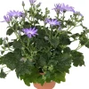 Intratuin Sternblume (Senecio 'Senetti Lavender') D 15 H 38 cm| Blühende Pflanzen|Einjährige Pflanzen