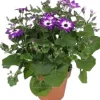Intratuin Sternblume (Senecio 'Senetti Violet Bicolor') D 15 H 38 cm| Blühende Pflanzen|Einjährige Pflanzen