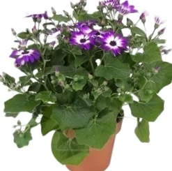 Intratuin Sternblume (Senecio 'Senetti Violet Bicolor') D 15 H 38 cm| Blühende Pflanzen|Einjährige Pflanzen