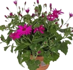 Intratuin Sternblume (Senecio 'Senetti Magenta') D 15 H 38 cm| Blühende Pflanzen|Einjährige Pflanzen