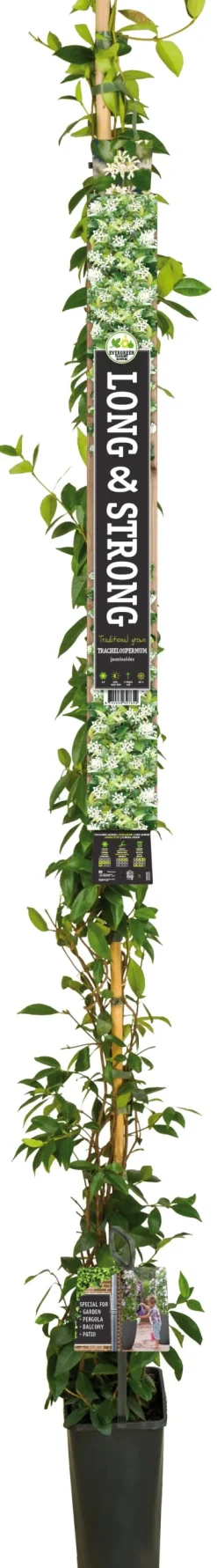 Intratuin Sternjasmin (Trachelospermum jasminoides) D 23 H 210 cm| Kletterpflanzen|Jasmin