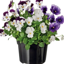 Intratuin Stiefmütterchen dreifarbig (Viola) D 12 cm| Blühende Pflanzen|Winterharte Pflanzen