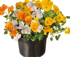 Intratuin Stiefmütterchen dreifarbig (Viola) D 12 cm| Blühende Pflanzen|Winterharte Pflanzen