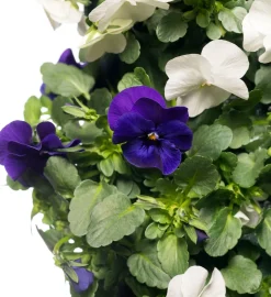 Intratuin Stiefmütterchen Wandhänger (Viola) D 20 H cm| Einjährige Pflanzen|Stiefmütterchen & Hornveilchen