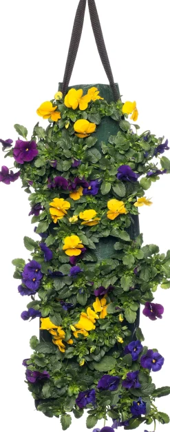 Intratuin Stiefmütterchen Wandhänger (Viola) D 20 H cm| Einjährige Pflanzen|Stiefmütterchen & Hornveilchen