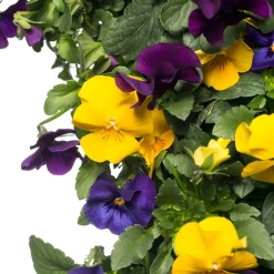 Intratuin Stiefmütterchen Wandhänger (Viola) D 20 H cm| Einjährige Pflanzen|Stiefmütterchen & Hornveilchen