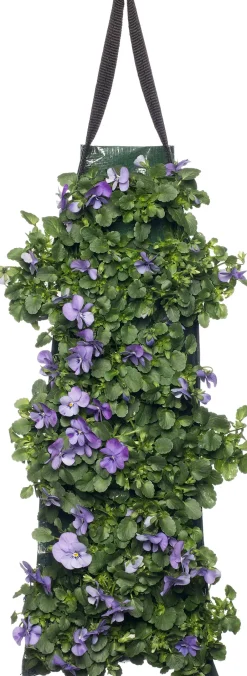 Intratuin Stiefmütterchen Wandhänger (Viola) D 20 H cm| Einjährige Pflanzen|Stiefmütterchen & Hornveilchen