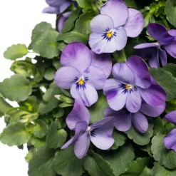 Intratuin Stiefmütterchen Wandhänger (Viola) D 20 H cm| Einjährige Pflanzen|Stiefmütterchen & Hornveilchen