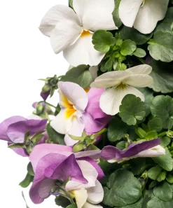 Intratuin Stiefmütterchen Wandhänger (Viola) D 20 H cm| Einjährige Pflanzen|Stiefmütterchen & Hornveilchen