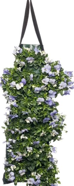 Intratuin Stiefmütterchen Wandhänger (Viola) D 20 H cm| Einjährige Pflanzen|Stiefmütterchen & Hornveilchen