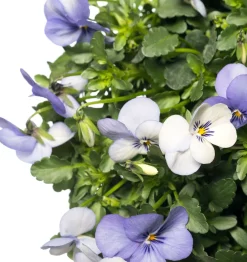 Intratuin Stiefmütterchen Wandhänger (Viola) D 20 H cm| Einjährige Pflanzen|Stiefmütterchen & Hornveilchen