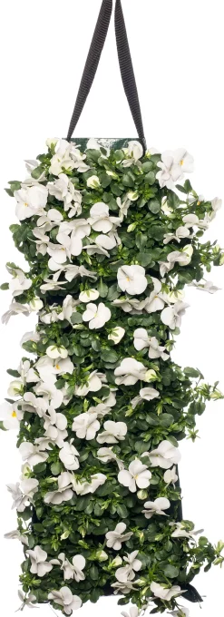 Intratuin Stiefmütterchen Wandhänger (Viola) D 20 H cm| Einjährige Pflanzen|Stiefmütterchen & Hornveilchen